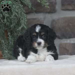 Carrie, Cavapoo Puppy